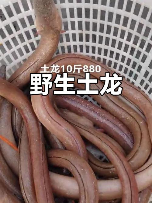 土龍魚的功效與作用圖片