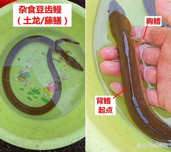 土龍魚的功效與作用圖片