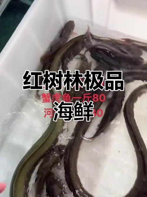 土龍魚的功效與作用圖片