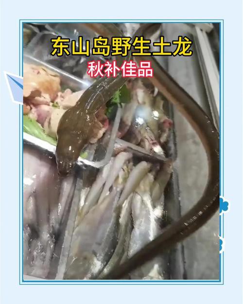 土龍魚的功效與作用圖片