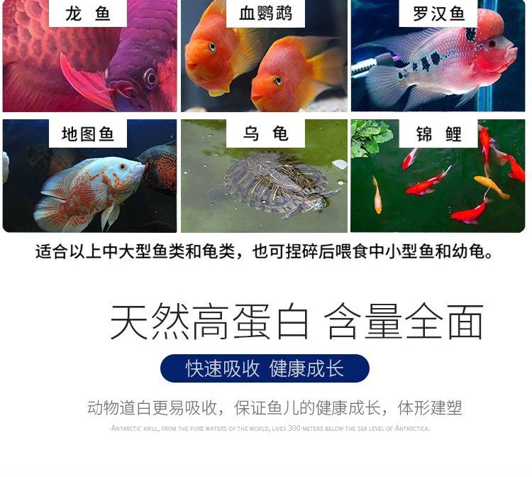 龍魚可以喂干蝦嗎：龍魚是否可以喂食干蝦是一個受到廣泛關注的話題