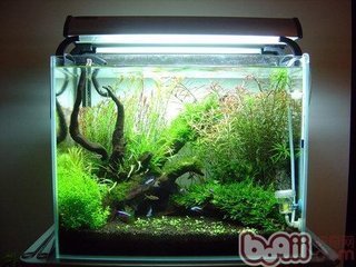 吉木乃縣鳥魚花香花卉店