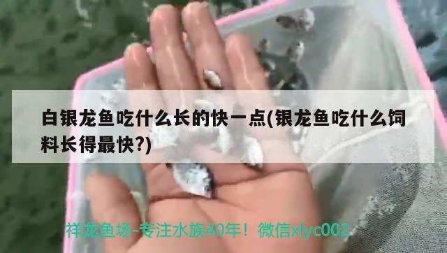 廣州市荔灣區佳銘水族店