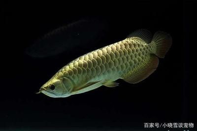 龍魚(yú)鱗片怎么數(shù)：龍魚(yú)鱗片的計(jì)數(shù)方法