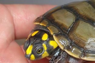 黃頭龜可以和龍魚在一起養嗎：黃頭龜可以和龍魚一起養嗎？