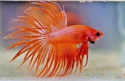 龍魚屬于什么魚類的：龍魚品種鑒賞指南：龍魚與同類混養風險指南