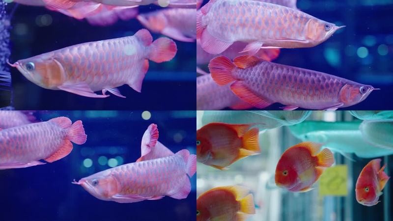 龍魚視頻音樂(lè)怎么下載