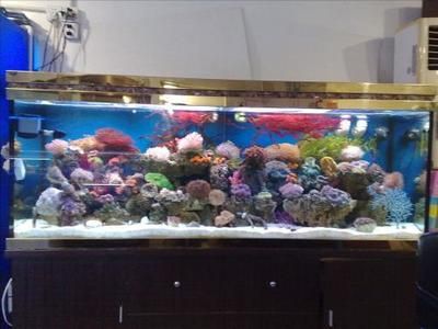 魚缸價格 種類，魚缸品牌推薦魚缸配件選購指南