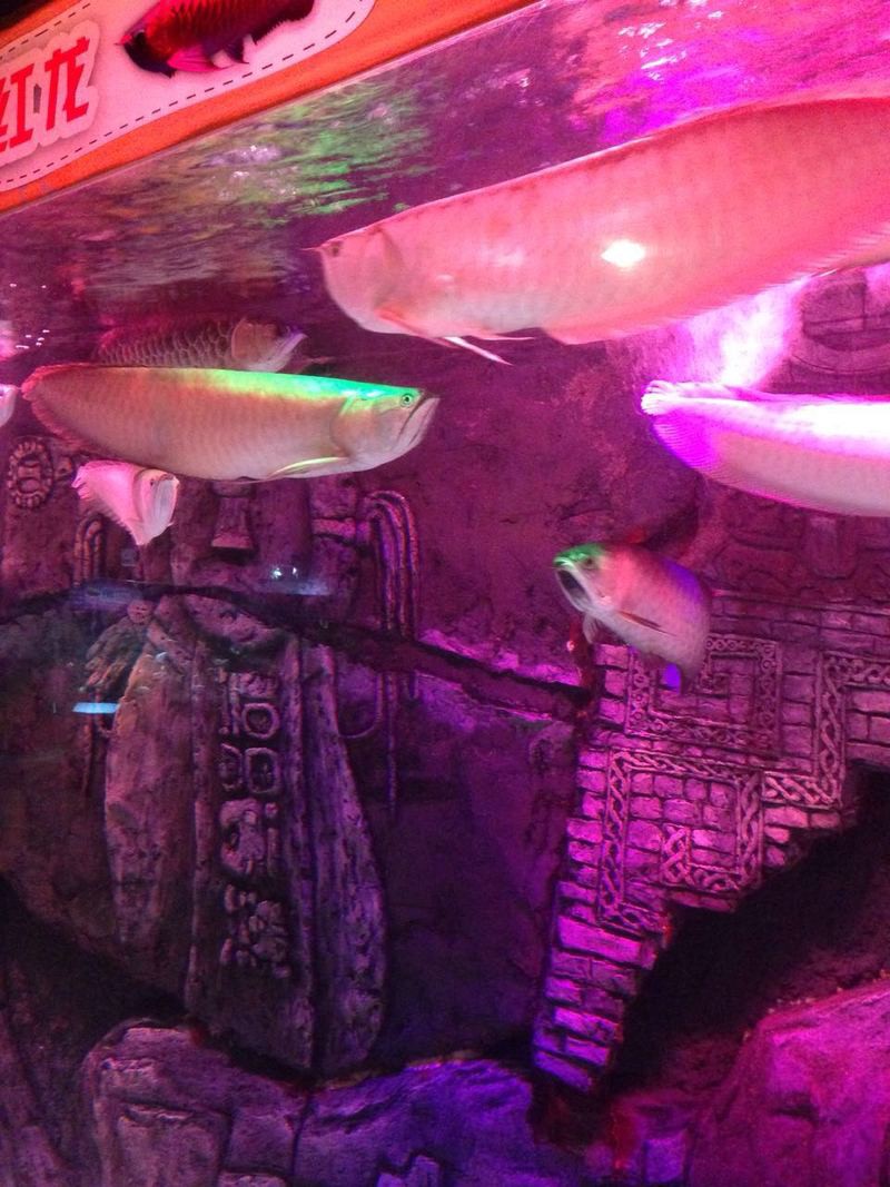 金龍魚和紅龍魚是一個品種嗎圖片視頻