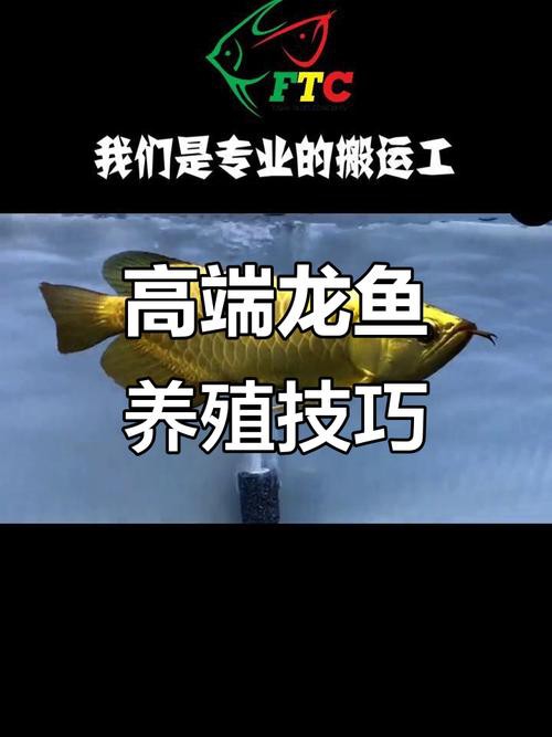 金龍魚和紅龍魚是一個品種嗎圖片視頻