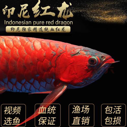 金龍魚和紅龍魚是一個品種嗎圖片視頻