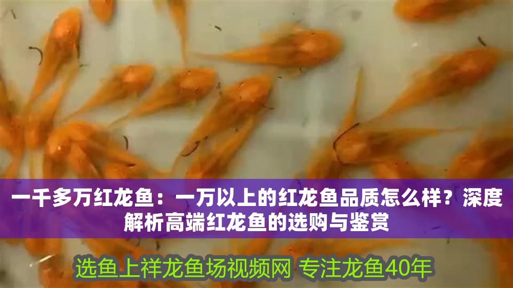 一千多萬紅龍魚：一萬以上的紅龍魚品質(zhì)怎么樣？深度解析高端紅龍魚的選購(gòu)與鑒賞
