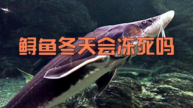 鱘龍魚生活環境怎么樣