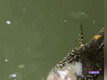 龍魚被咬掉了肉還能活嗎圖片：龍魚被咬掉了肉是否能活下來取決于多個因素，龍魚傷口感染