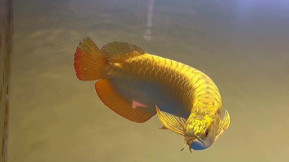 金龍魚怎樣看公母視頻