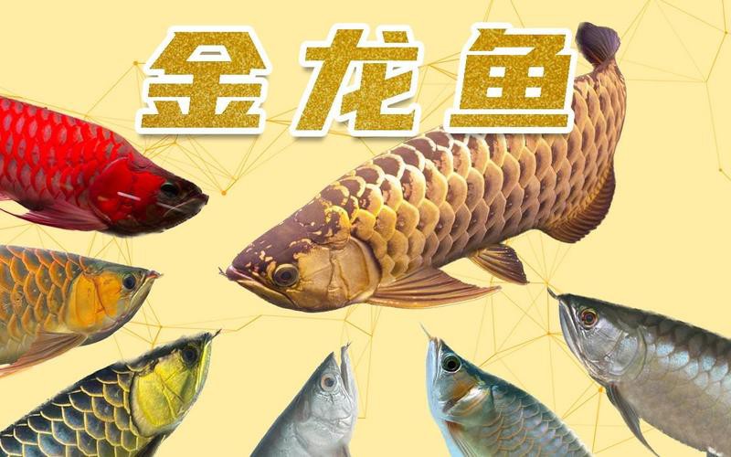 金龍魚怎樣看公母視頻