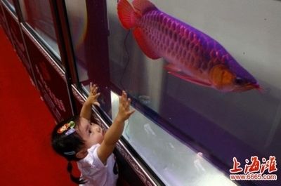 紅龍魚拍賣價(jià)格記錄查詢系統(tǒng)官網(wǎng)（紅龍魚拍賣價(jià)格查詢系統(tǒng)官網(wǎng)）