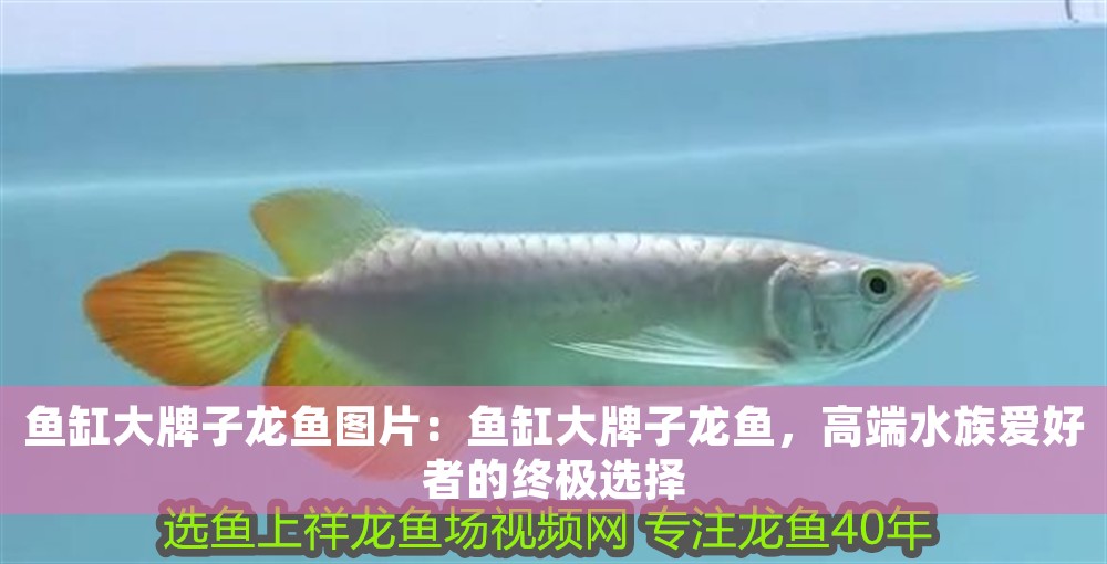 魚缸大牌子龍魚圖片：魚缸大牌子龍魚，高端水族愛好者的終極選擇
