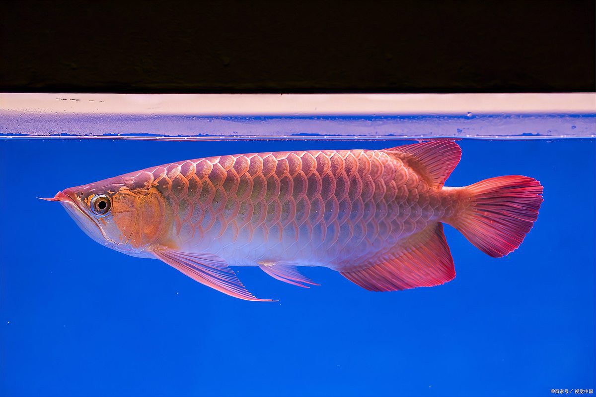 好紅龍魚的表現有哪些