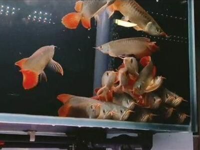 龍魚養殖基地地址在哪里，北京龍魚養殖基地