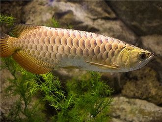 金龍魚最高價格及圖片，最貴的金龍魚價格可以達到580萬元人民幣一只 金龍魚最高價格及圖片，最貴的金龍魚價格可以達到580萬元人民幣一只 龍魚百科 第4張