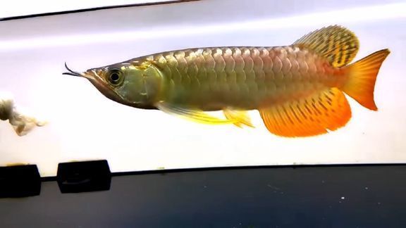 龍魚七鰭位置示意圖：龍魚七鰭位置介紹
