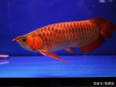龍魚七鰭位置示意圖：龍魚七鰭位置介紹
