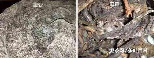 龍魚缸里有白色團狀東西怎么辦