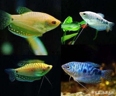 雷龍魚什么品種最好養(yǎng)（七彩雷龍的色彩變化規(guī)律，七彩雷龍的選購技巧）