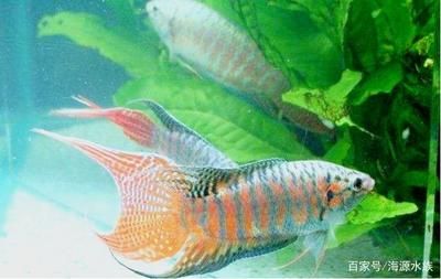 雷龍魚什么品種最好養(yǎng)（七彩雷龍的色彩變化規(guī)律，七彩雷龍的選購技巧）