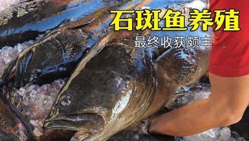 龍躉的養殖周期是多久？ 龍躉的養殖周期是多久？ 龍魚百科 第3張