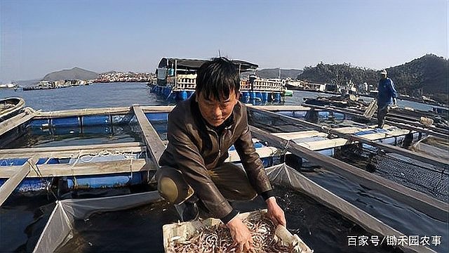 龍躉的養殖周期是多久？ 龍躉的養殖周期是多久？ 龍魚百科 第1張