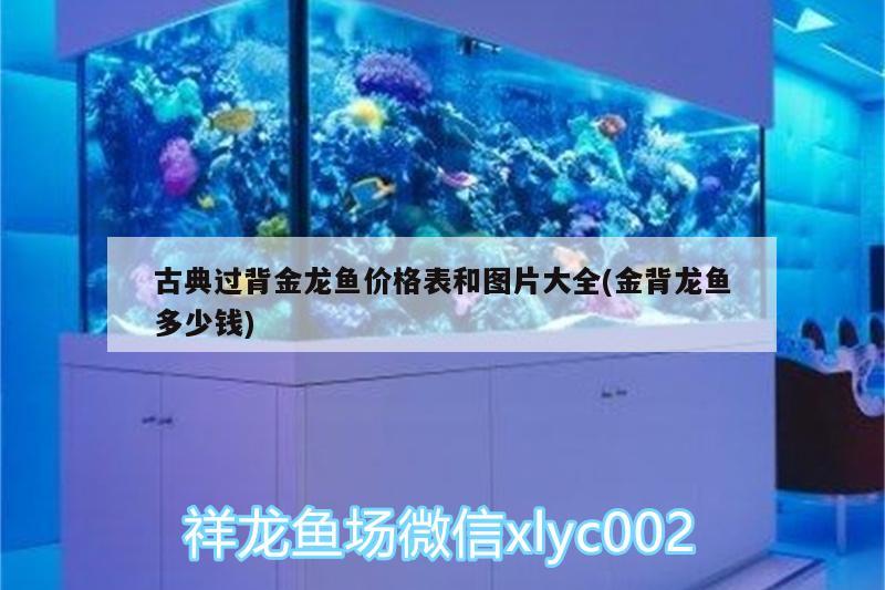 新都區龍橋鎮川成觀賞魚店