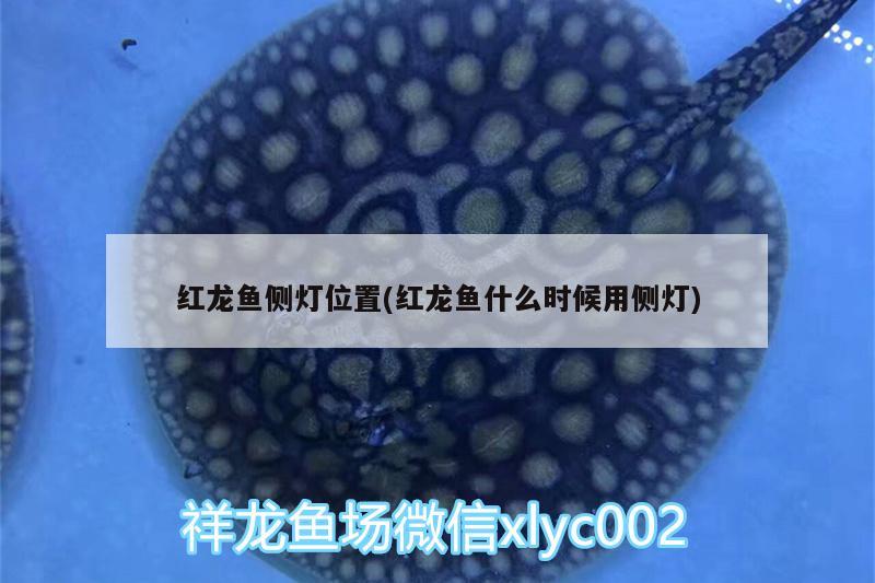 新都區龍橋鎮川成觀賞魚店