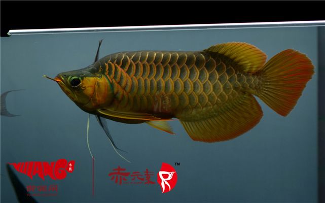 金龍魚福龍（金龍魚福龍的價(jià)格） 金龍魚福龍（金龍魚福龍的價(jià)格） 龍魚百科 第1張