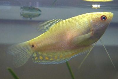 黃曼龍魚在多大的時候可以進行繁殖：黃曼龍魚什么時候繁殖
