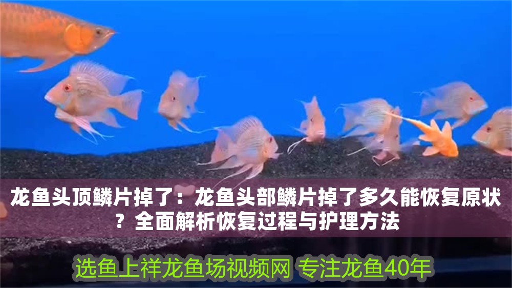 龍魚頭頂鱗片掉了:龍魚頭部鱗片掉了多久能恢復(fù)原狀?全面解析恢復(fù)過(guò)程與護(hù)理方法 龍魚百科 第1張 龍魚頭頂鱗片掉了:龍魚頭部鱗片掉了多久能恢復(fù)原狀?全面解析恢復(fù)過(guò)程與護(hù)理方法 龍魚頭頂鱗片掉了:龍魚頭部鱗片掉了多久能恢復(fù)原狀?全面解析恢復(fù)過(guò)程與護(hù)理方法 龍魚百科 第1張