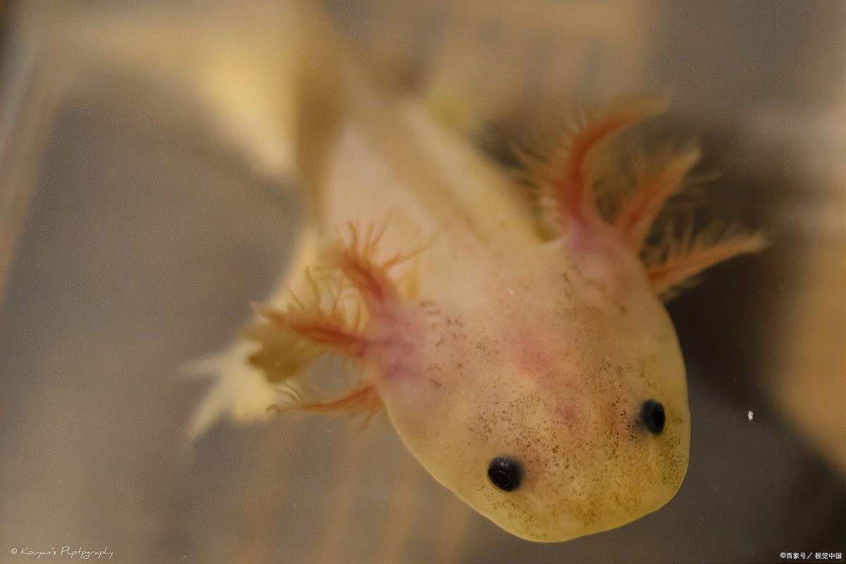 六角龍魚可以養(yǎng)嗎？