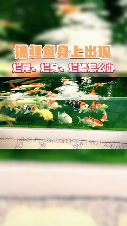 金龍魚魚鰭裂開 龍魚百科 第4張 金龍魚魚鰭裂開 金龍魚魚鰭裂開 龍魚百科 第4張
