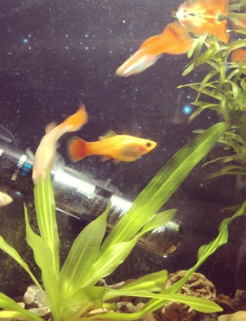 金龍魚魚鰭裂開 龍魚百科 第6張 金龍魚魚鰭裂開 金龍魚魚鰭裂開 龍魚百科 第6張