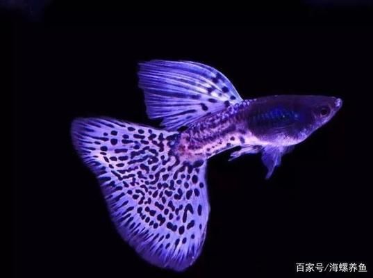 福滿鉆魚繁殖水質管理技巧，關于福滿鉆魚繁殖水質管理的技巧