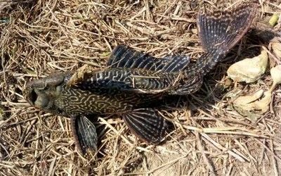 金龍魚可以和清道夫一起混養嗎？養清道夫需要注意什么？：金龍魚可以和清道夫一起混養嗎清道夫能和金魚一起養嗎 金龍魚可以和清道夫一起混養嗎？養清道夫需要注意什么？：金龍魚可以和清道夫一起混養嗎清道夫能和金魚一起養嗎 龍魚百科 第1張