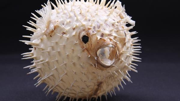 龍魚死后多久會腐爛 龍魚死后多久會腐爛 龍魚百科 第2張