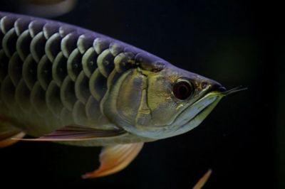 龍魚藥什么牌子的好用一點：如何選擇龍魚藥品牌