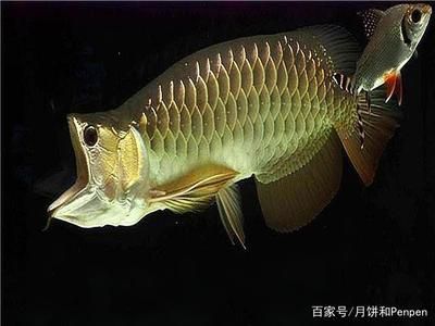 龍魚藥什么牌子的好用一點：如何選擇龍魚藥品牌