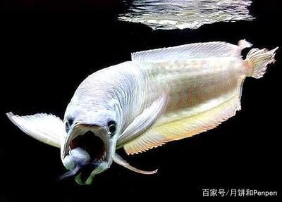 龍魚藥什么牌子的好用一點：如何選擇龍魚藥品牌