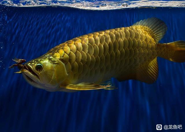 如何判斷龍魚是否需要調整色溫？ 如何判斷龍魚是否需要調整色溫？ 龍魚百科 第6張