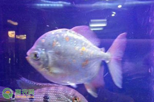 紅魔王銀版魚適宜的pH值范圍：紅魔王銀版魚適宜ph值范圍