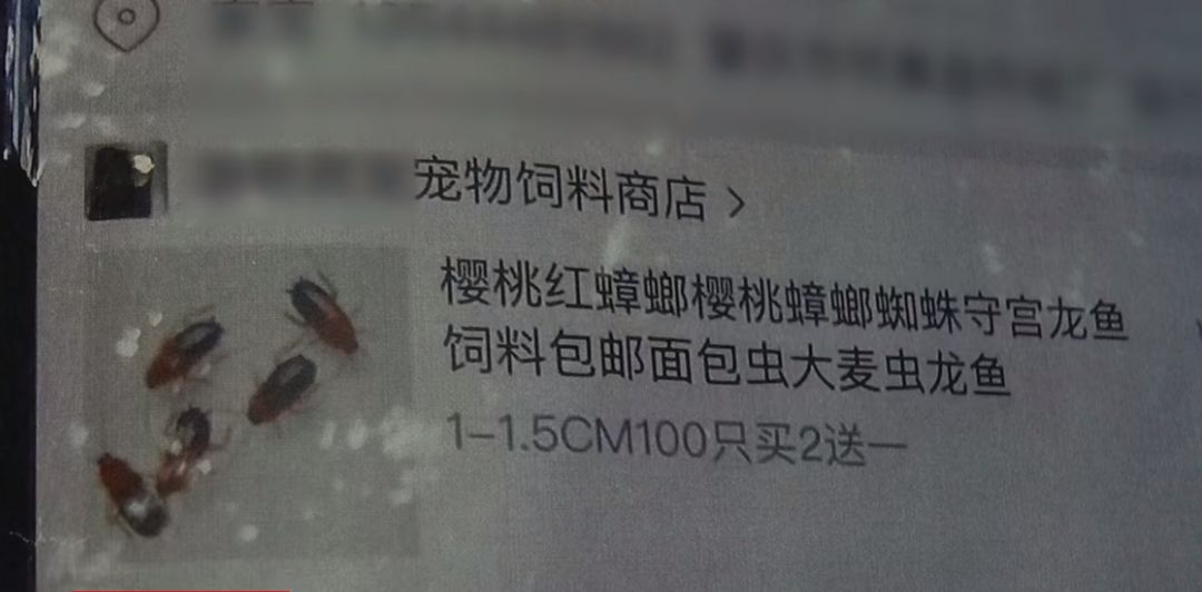 龍魚吃大麥蟲吃進去就吐出來（龍魚吃大麥蟲吃進去就吐出來怎么辦）