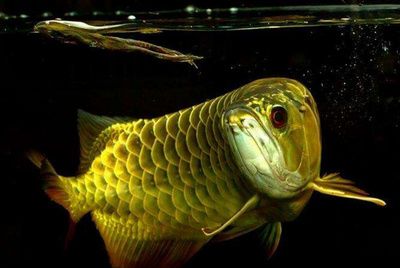 龍魚必須打氧嗎【龍魚可以不打氧嗎？】